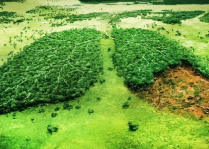 Nạn phá Rừng tại Việt Nam đang ngày càng ở mức báo động